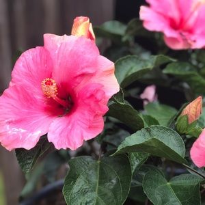 Meet your Posher, Carla